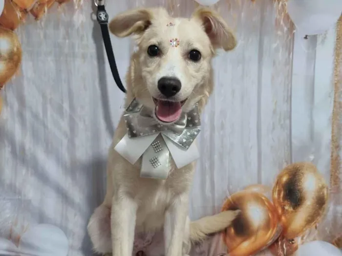 Cachorro raça SRD-ViraLata idade 2 a 6 meses nome Mel