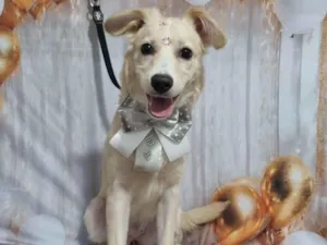 Cachorro raça SRD-ViraLata idade 2 a 6 meses nome Mel