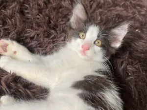 Gato raça SRD-ViraLata idade 2 a 6 meses nome Yves