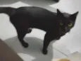 Félix 