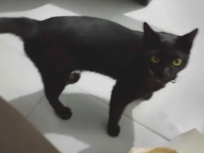 Gato raça SRD-ViraLata idade 1 ano nome Félix 