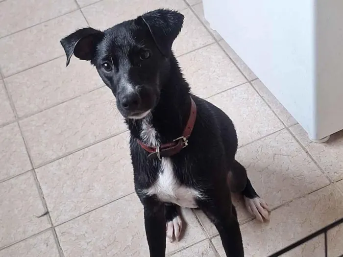 Cachorro raça SRD-ViraLata idade 7 a 11 meses nome thor