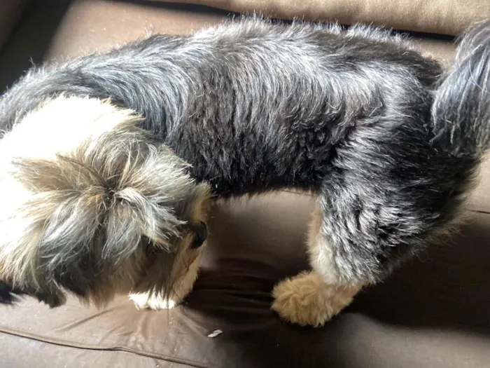 Cachorro raça Shitzu idade 1 ano nome Messi 