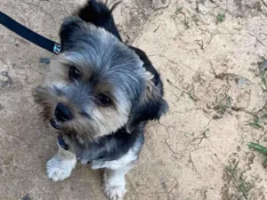 Cachorro raça Shitzu idade 1 ano nome Messi 