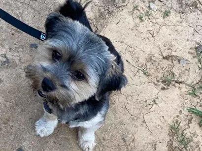 Cachorro raça Shitzu idade 1 ano nome Messi 