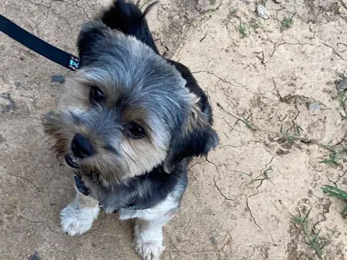 Cachorro raça Shitzu idade 1 ano nome Messi 