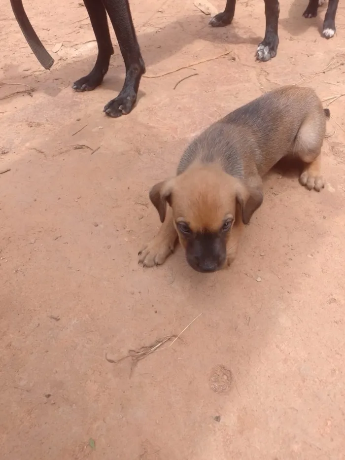 Cachorro raça SRD-ViraLata idade Abaixo de 2 meses nome Baby