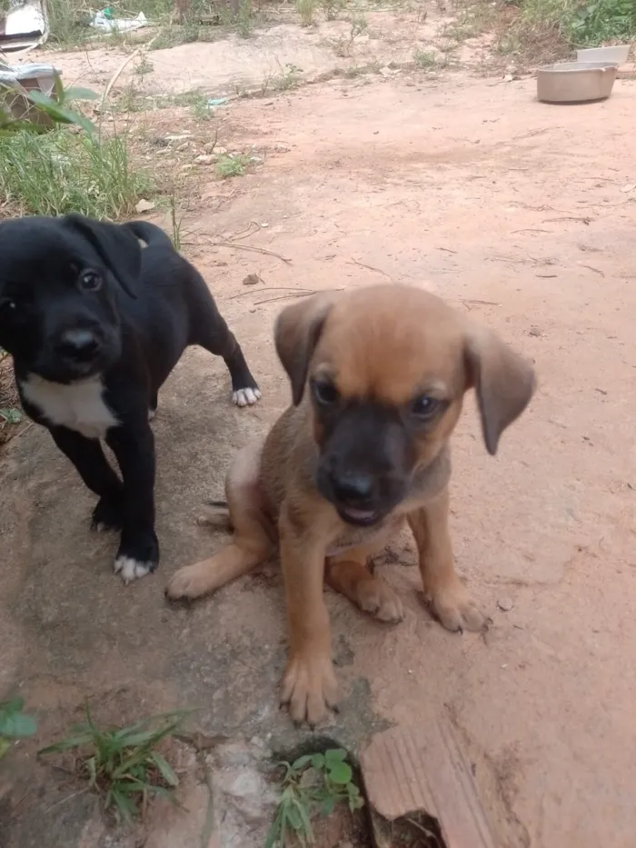 Cachorro raça SRD-ViraLata idade Abaixo de 2 meses nome Baby