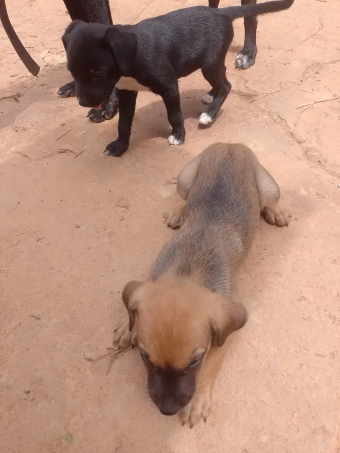 Cachorro raça SRD-ViraLata idade Abaixo de 2 meses nome Baby