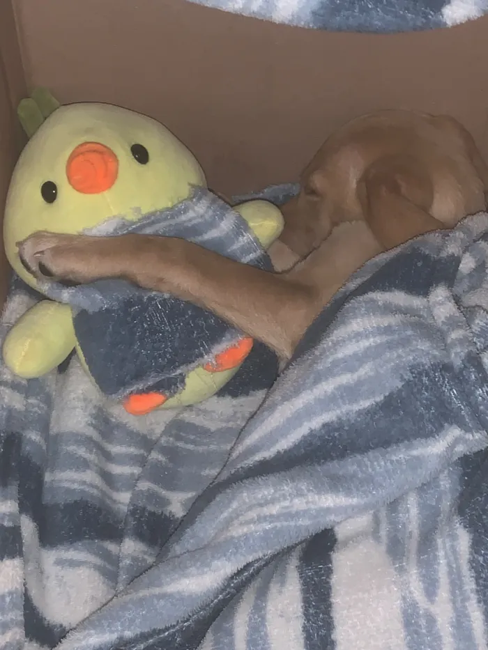 Cachorro raça SRD-ViraLata idade 2 a 6 meses nome Mel 