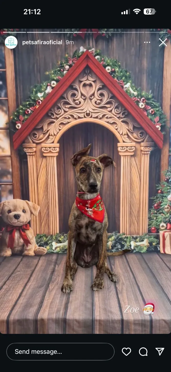 Gato raça SRD-ViraLata idade 7 a 11 meses nome Zoe