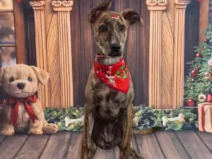 Gato raça SRD-ViraLata idade 7 a 11 meses nome Zoe