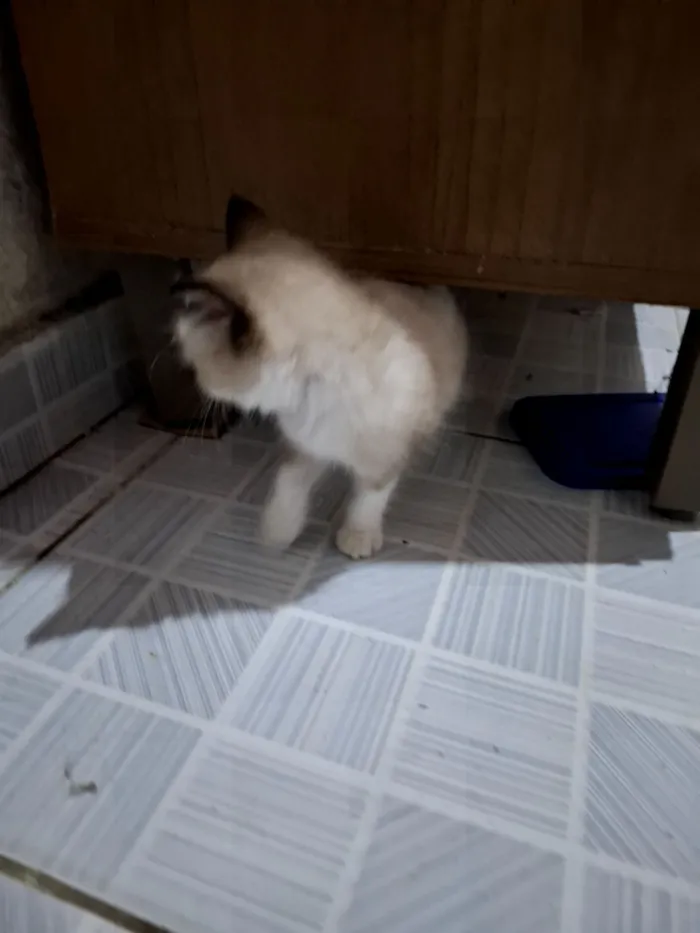 Gato raça Siamês idade Abaixo de 2 meses nome HELMITON BARBOSA BARRETO