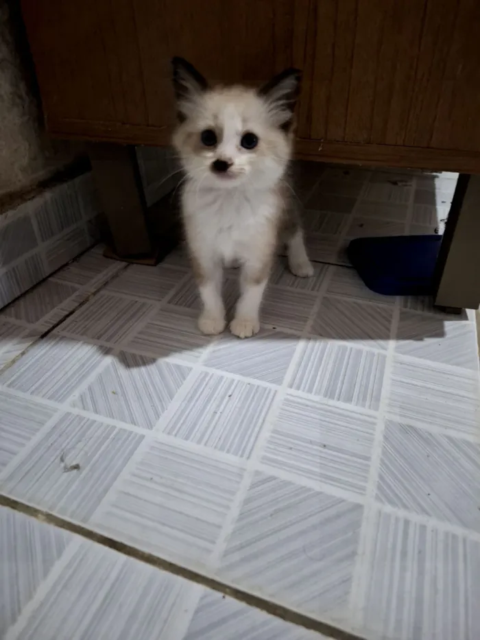 Gato raça Siamês idade Abaixo de 2 meses nome HELMITON BARBOSA BARRETO