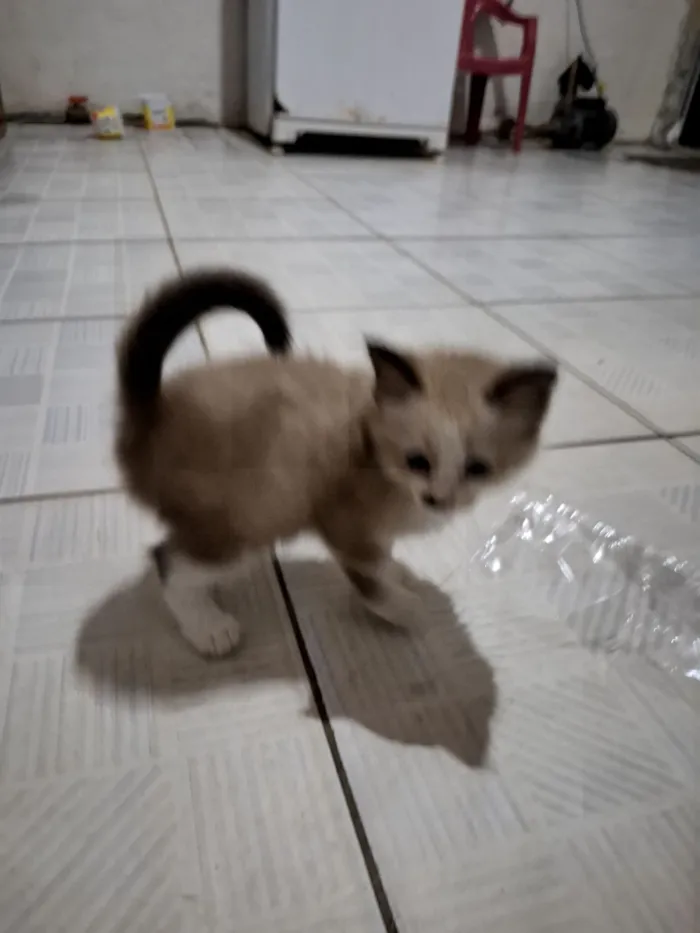 Gato raça Siamês idade Abaixo de 2 meses nome HELMITON BARBOSA BARRETO