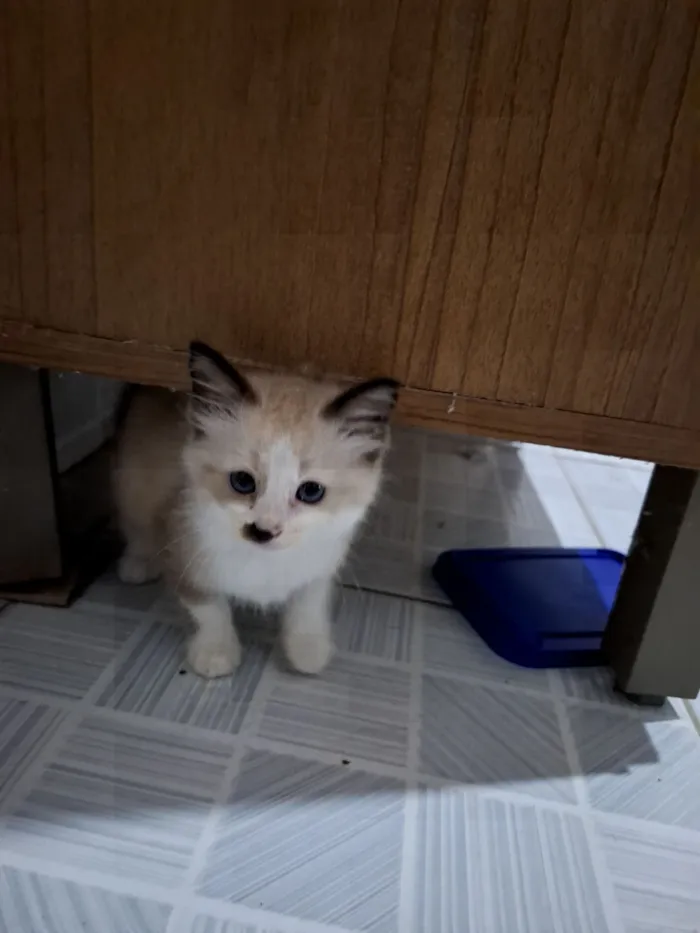 Gato raça Siamês idade Abaixo de 2 meses nome HELMITON BARBOSA BARRETO