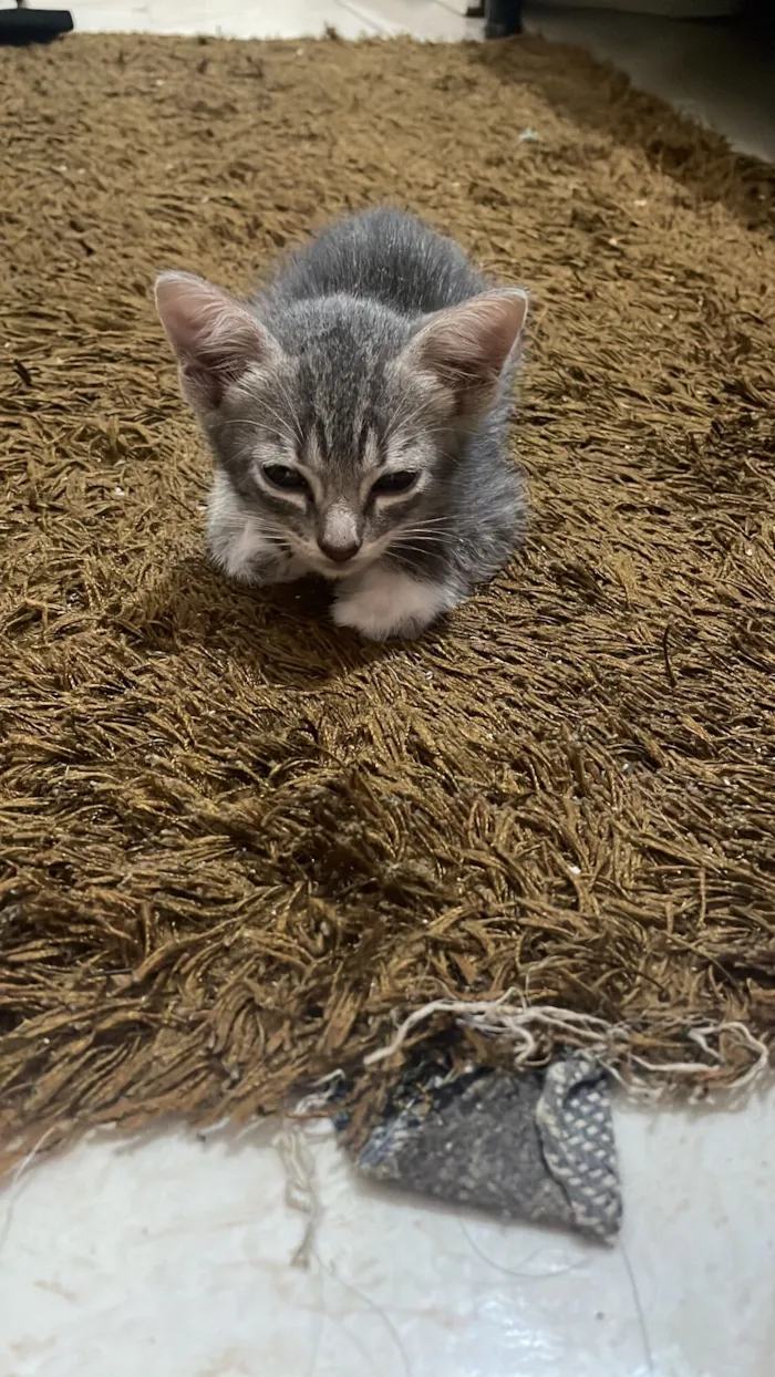 Gato raça SRD-ViraLata idade Abaixo de 2 meses nome Mel