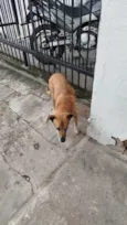 Cachorro raça SRD-ViraLata idade 6 ou mais anos nome Não sei.