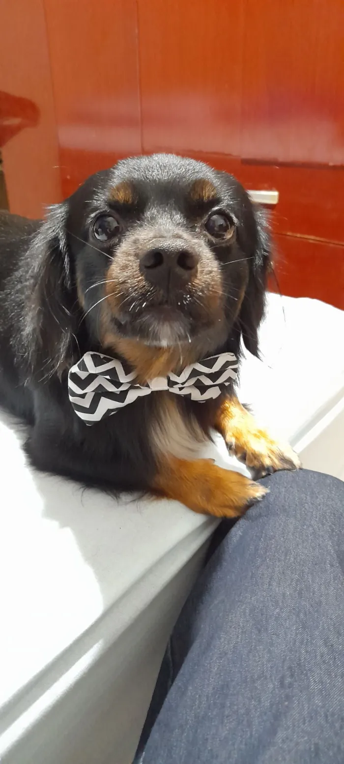 Cachorro raça SRD-ViraLata idade 6 ou mais anos nome Luki