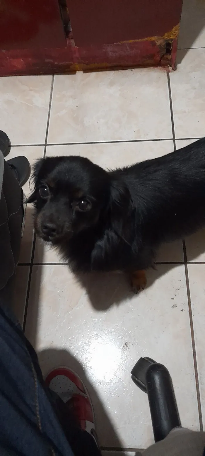 Cachorro raça SRD-ViraLata idade 6 ou mais anos nome Luki