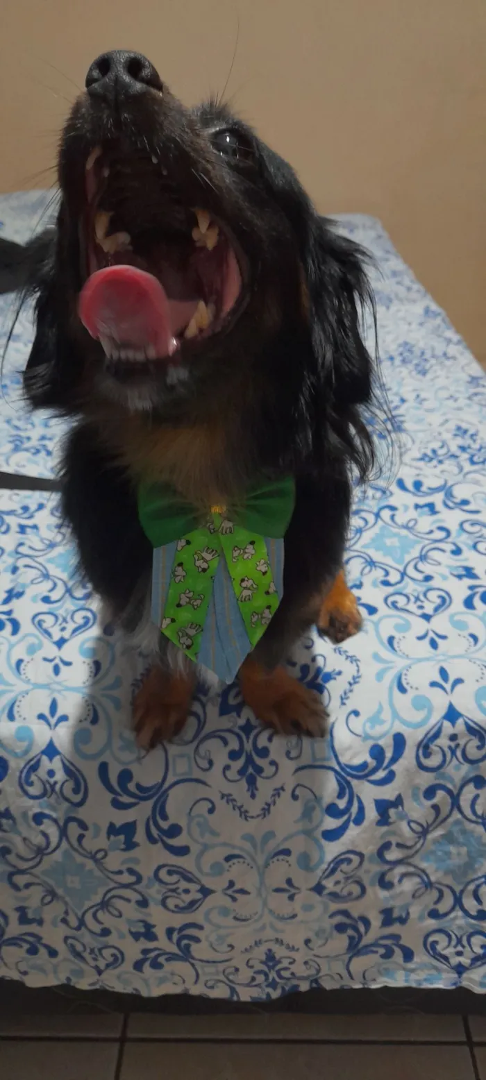 Cachorro raça SRD-ViraLata idade 6 ou mais anos nome Luki