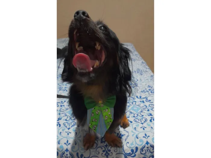 Cachorro raça SRD-ViraLata idade 6 ou mais anos nome Luki