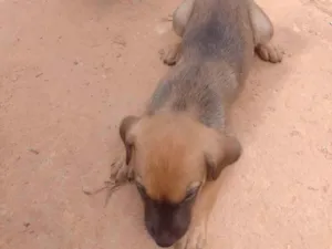 Cachorro raça SRD-ViraLata idade Abaixo de 2 meses nome Baby