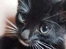 Gato raça SRD-ViraLata idade 2 a 6 meses nome Mia