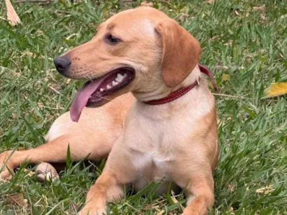 Cachorro raça SRD-ViraLata idade 2 a 6 meses nome Mel 