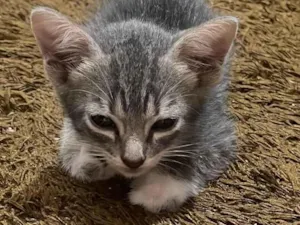 Gato raça SRD-ViraLata idade Abaixo de 2 meses nome Mel