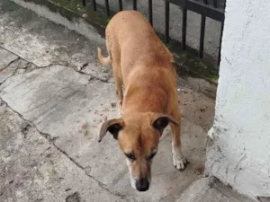 Cachorro raça SRD-ViraLata idade 6 ou mais anos nome Não sei.