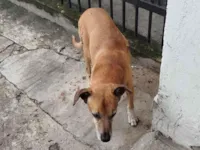 Cachorro raça SRD-ViraLata idade 6 ou mais anos nome Não sei.