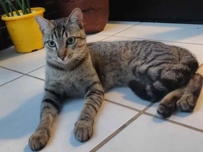 Gato raça SRD-ViraLata idade 7 a 11 meses nome Simba 