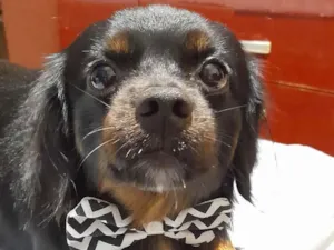 Cachorro raça SRD-ViraLata idade 6 ou mais anos nome Luki