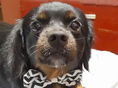 Cachorro raça SRD-ViraLata idade 6 ou mais anos nome Luki