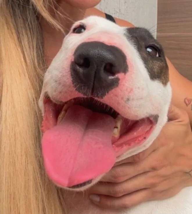 Cachorro raça Pit-Bull idade 3 anos nome luna