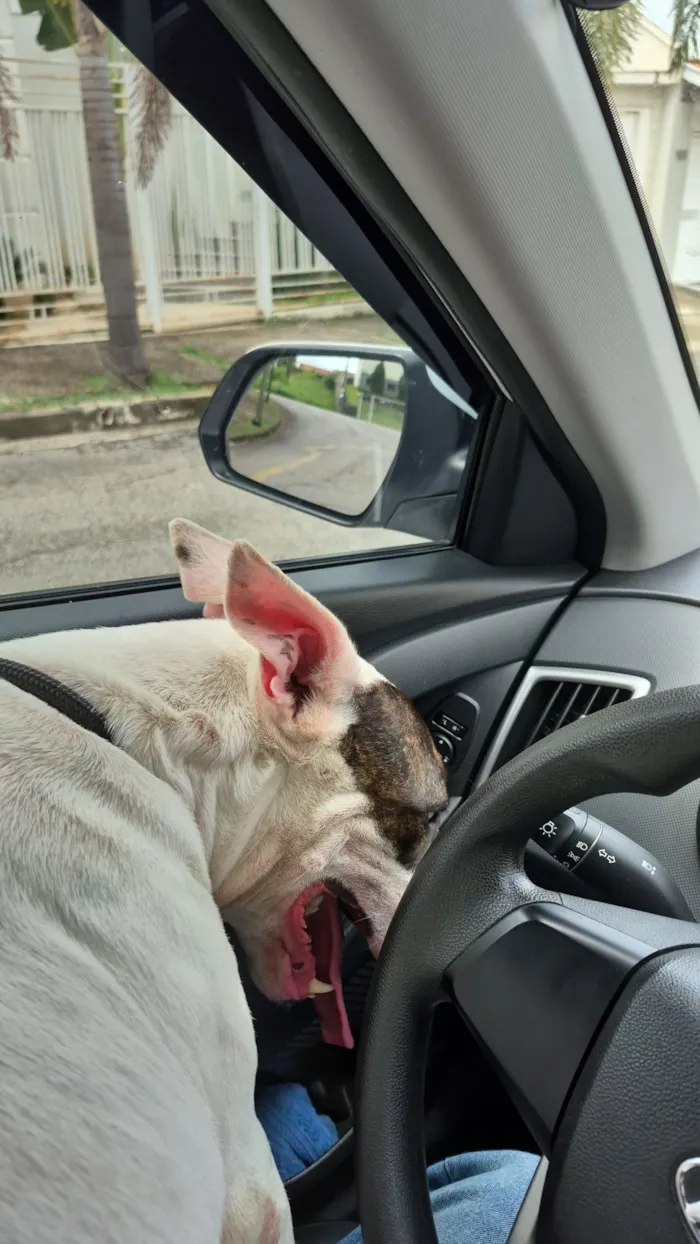 Cachorro raça Pit-Bull idade 3 anos nome luna