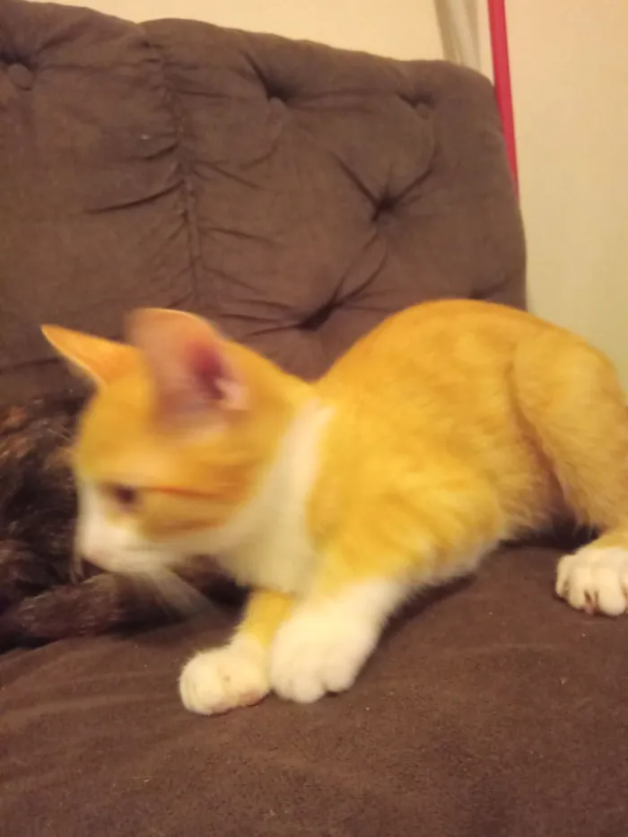 Gato raça SRD-ViraLata idade 2 a 6 meses nome Pierry