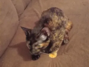 Gato raça SRD-ViraLata idade 2 a 6 meses nome mabel