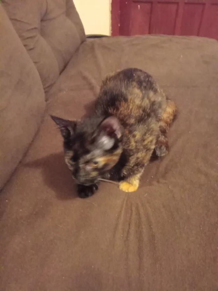 Gato raça SRD-ViraLata idade 2 a 6 meses nome mabel