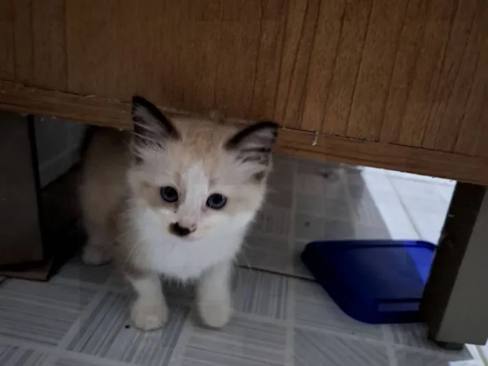 Gato raça Siamês idade Abaixo de 2 meses nome HELMITON BARBOSA BARRETO