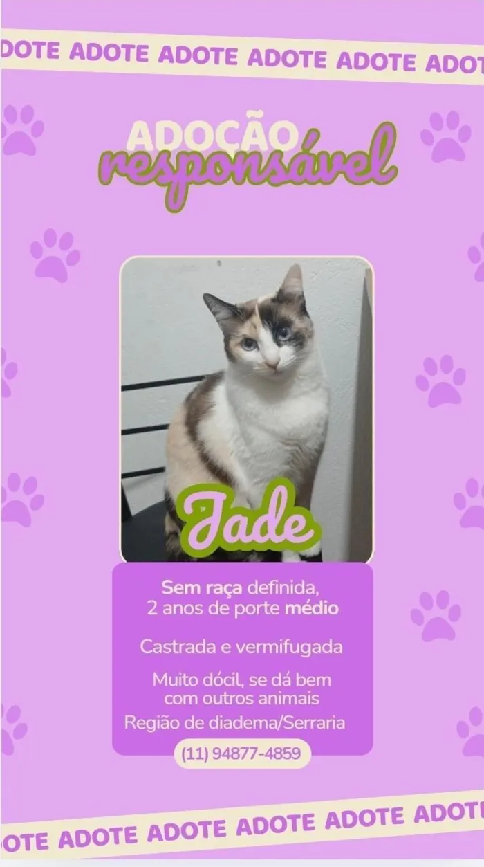 Gato raça SRD-ViraLata idade 2 anos nome jade