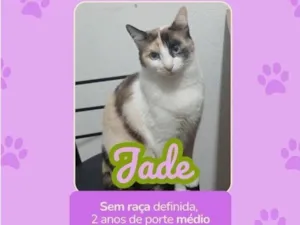 Gato raça SRD-ViraLata idade 2 anos nome jade