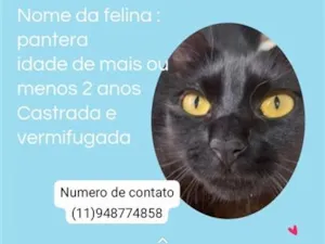 Gato raça SRD-ViraLata idade 2 anos nome pantera