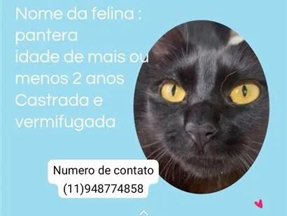 Gato raça SRD-ViraLata idade 2 anos nome pantera
