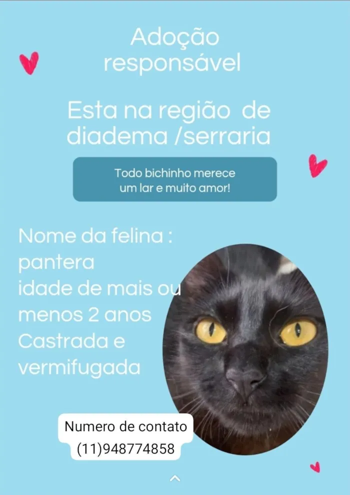 Gato raça SRD-ViraLata idade 2 anos nome pantera