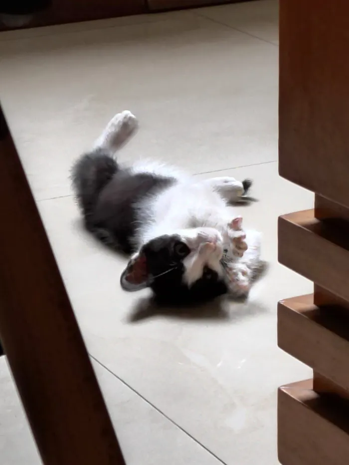 Gato raça SRD-ViraLata idade Abaixo de 2 meses nome Sem nome