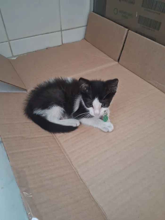 Gato raça SRD-ViraLata idade Abaixo de 2 meses nome Sem nome