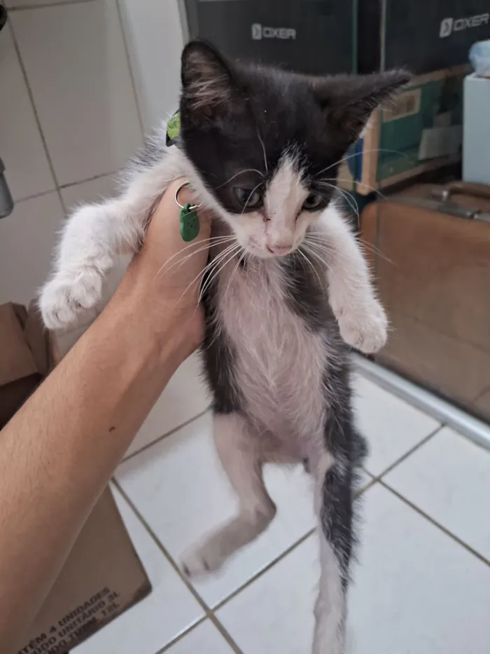 Gato raça SRD-ViraLata idade Abaixo de 2 meses nome Sem nome