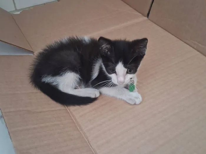 Gato raça SRD-ViraLata idade Abaixo de 2 meses nome Sem nome